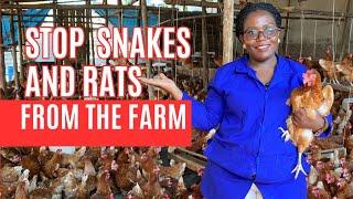 BRILLIANT techniques on how i stop Rats and snakes from coming to my farm!