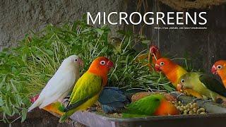 Lovebirds Meal Time: Microgreens - July 2023