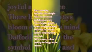 Daffodils @VERSE VIBES