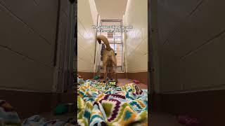 The saddest animal moment in the world  #shorts #dog