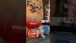 Can U Say HI To this cute Puppy? #pomeranian #dog #shorts #dogvideo #dogshorts