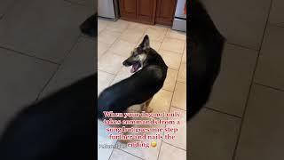 When your dog trained too well#dog#doglover#dogvideos #funnydog#fyp