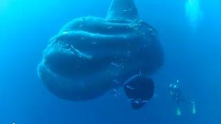 Taucher treffen auf tonnenschweren Mondfisch