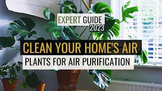 Clean Air? TOP Oxygen Purifying Houseplants REVEALED!