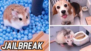 JAILBREAK with TRAPS - HAMSTER  / DOG  / RAT 