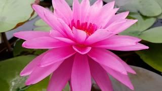 Нимфея Bleeding Heart (nymphaea Bleeding Heart), второй день цветения