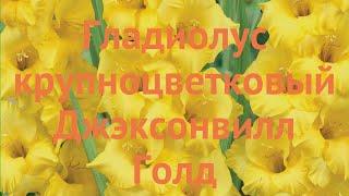 Гладиолус крупноцветковый Джэксонвилл Голд  обзор: как сажать, луковицы гладиолуса Джэксонвилл Голд