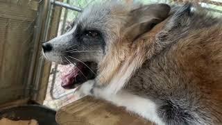 Fox Tales Florida foxy check in!
