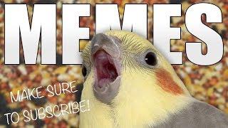 Bird MEMES (re-upload)