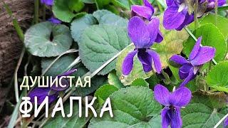 ФИАЛКА ДУШИСТАЯ 