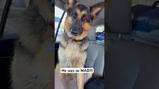 German shepherd MAD at PUPPY!!! #germanshepherd  #germanshepherdpuppy  #gsd #shorts