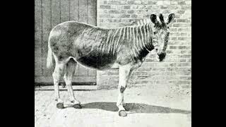 Quagga Sounds