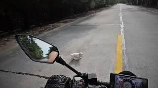 A homeless puppy braved danger to stop a motorcyclist on the fast lane, begging to be taken away.️