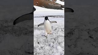 PENGUIN - Penguin Sounds ️ (1)