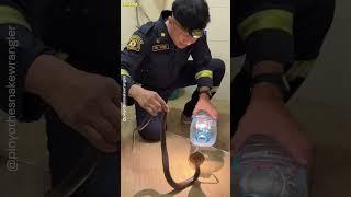 He Caught Cobra With Just Bottle & Bare Hands!  #Shorts