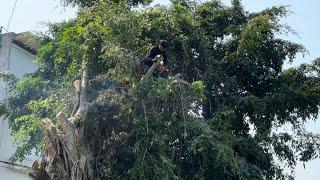 Cutting down useless fig trees is very dangerous - Tree cutting technique with a chainsaw