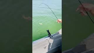 Sorting through yellow perch for a limit #fishing #fish #perch #iowa #yellowperch #outdoors