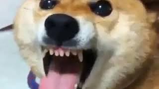 Venom vs. Shiba Inu | Comparison, fun, angry shiba, Meme