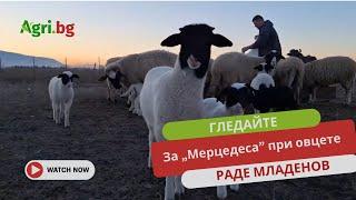 За „мерцедеса” при овцете разказва четвърто поколение животновъд