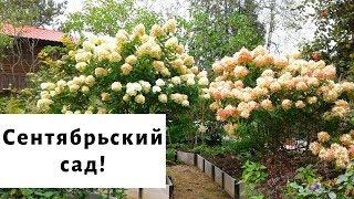 Сад для души в сентябре