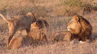 Lions playing - Sabi Sands Reserve - Kruger Park South Africa