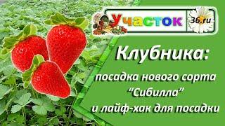 Клубника: новый сорт и специнструмент для посадки