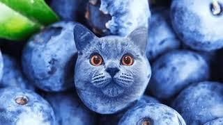 Blueberry cat (very emotional)