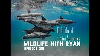 WILDLIFE WITH RYAN    EP. 015    "Wildlife of Bimini Summers"