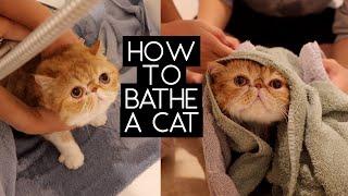 HOW TO BATHE A CAT | SVEN AND ROBBIE