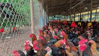 Chicken Growth Timelapse: 155 Days From Hatching to Adult.