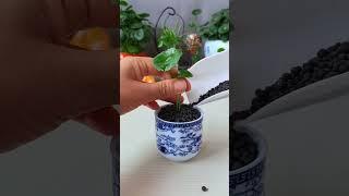 #Home Gardening The lotus leaf #balconyPlanting #LoveLifeLoveGrowingFlowers# copper money grass