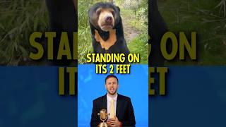 The Bear-Man is Real 