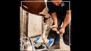 New Year Tips for Equinet | Farrier App