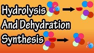 Dehydration Synthesis And Hydrolysis - What Is Anabolism - What Is Catabolism