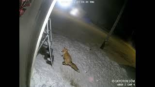 Fox takes DUMP on my front lawn