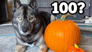 Time to Collect 100 Pumpkins! The Huskies are Ready for Halloween!