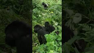 Baby gorilla taking a ride on mothers back