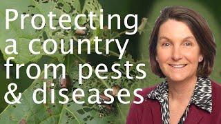 Protecting the UK from plant pests & diseases - Nicola Spence🪲