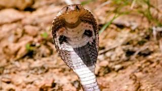 Sri Lanka: Under threat from the Indian cobra