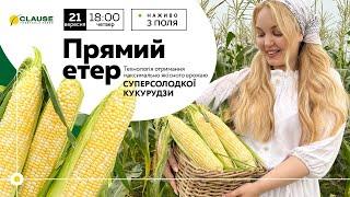 Технологія отримання максимально якісного врожаю суперсолодкої кукурудзи