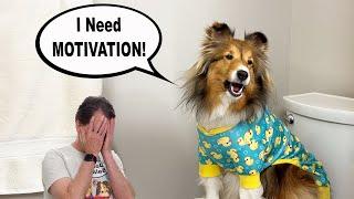 "I Need MOTIVATION!"  a hilarious Talky Compilation on Cricket "the sheltie" Chronicles e205