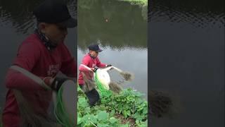 Jala ikan didanau #shorts #jalaikan #ikan