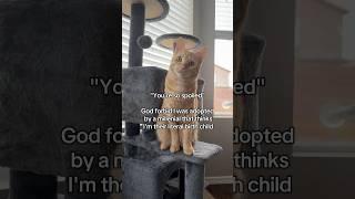The most spoiled cat in the world