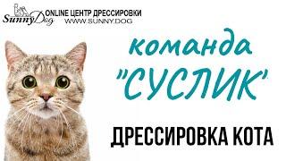 Как дрессировать кота в домашних условия? Команда "суслик". Маленький фрагмент занятий)