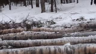 Трелевка леса зимой видео