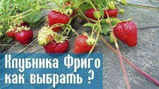 Клубника Фриго и все что нужно знать о ней (Секреты рассады клубники)