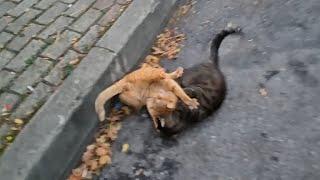 Such a violent Cat Fight has never been seen! I had a hard time telling them apart.