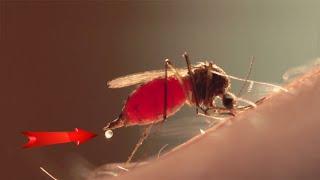 Комар накачивается кровью. Макросъемка. Mosquito drinks blood
