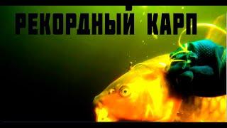 ТРОФЕЙНЫЙ КАРП!!! ПОДВОДНАЯ ОХОТА В ЛЕЖКЕ!!!