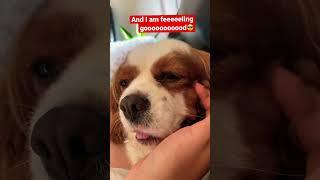 All inclusive  at homeFunnny dog